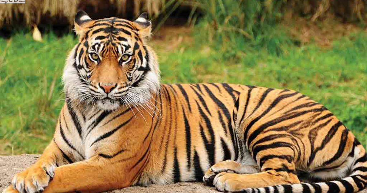 JDA releases more funds of Rs 2.5 cr for Tiger Safari at Nahargarh
